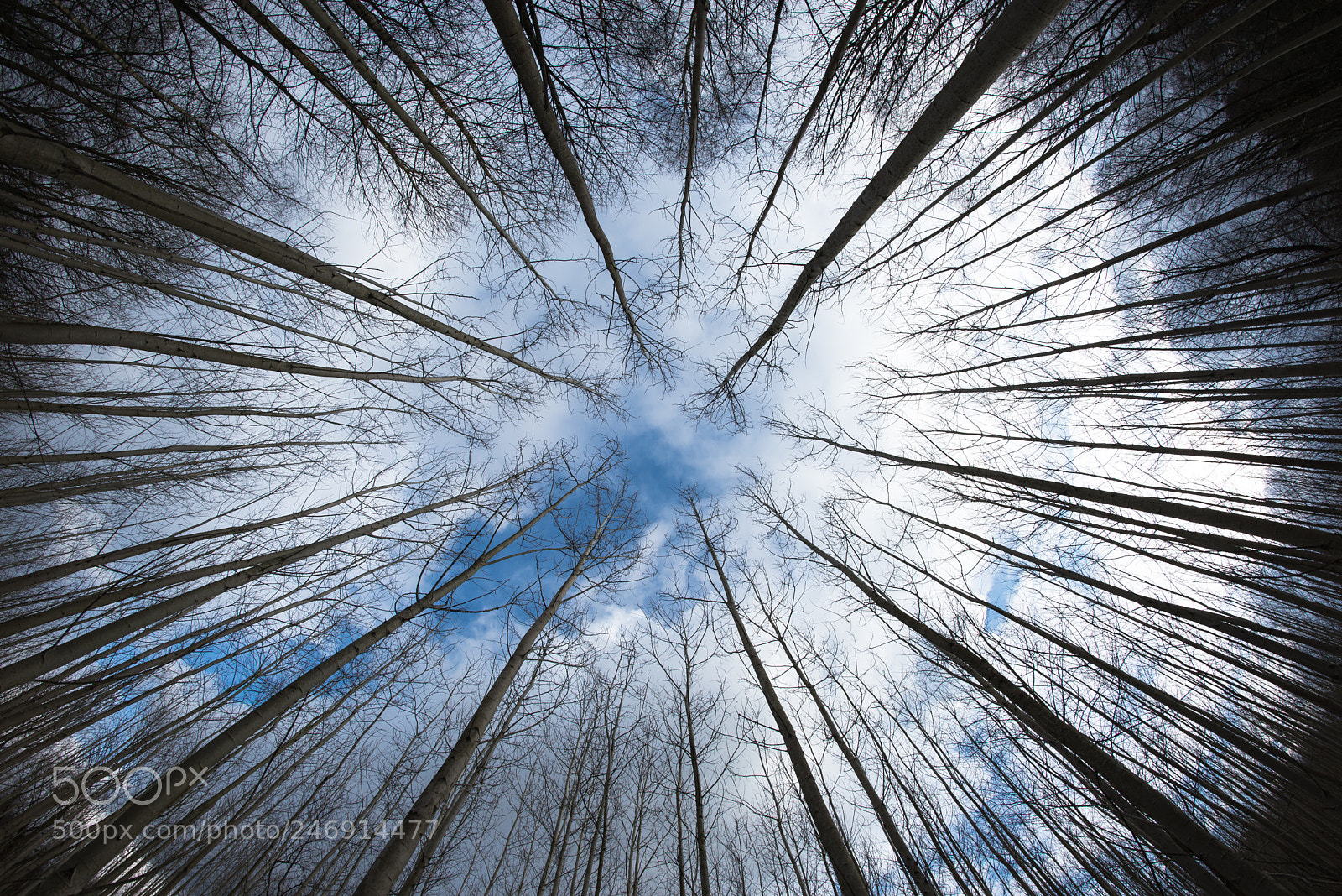 Nikon D610 sample photo. Winter forest photography