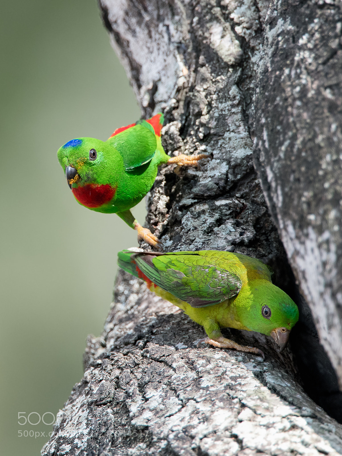 Nikon D850 sample photo. Blue-crowned hanging parrot @ whampoa photography
