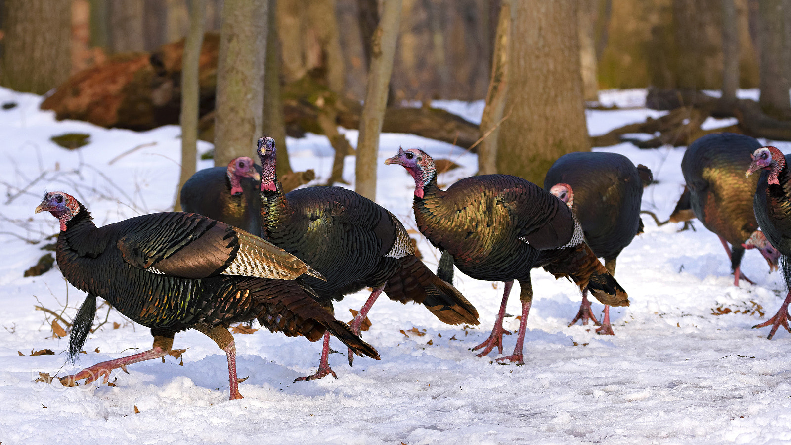 Nikon D7200 sample photo. Turkeys on snow photography