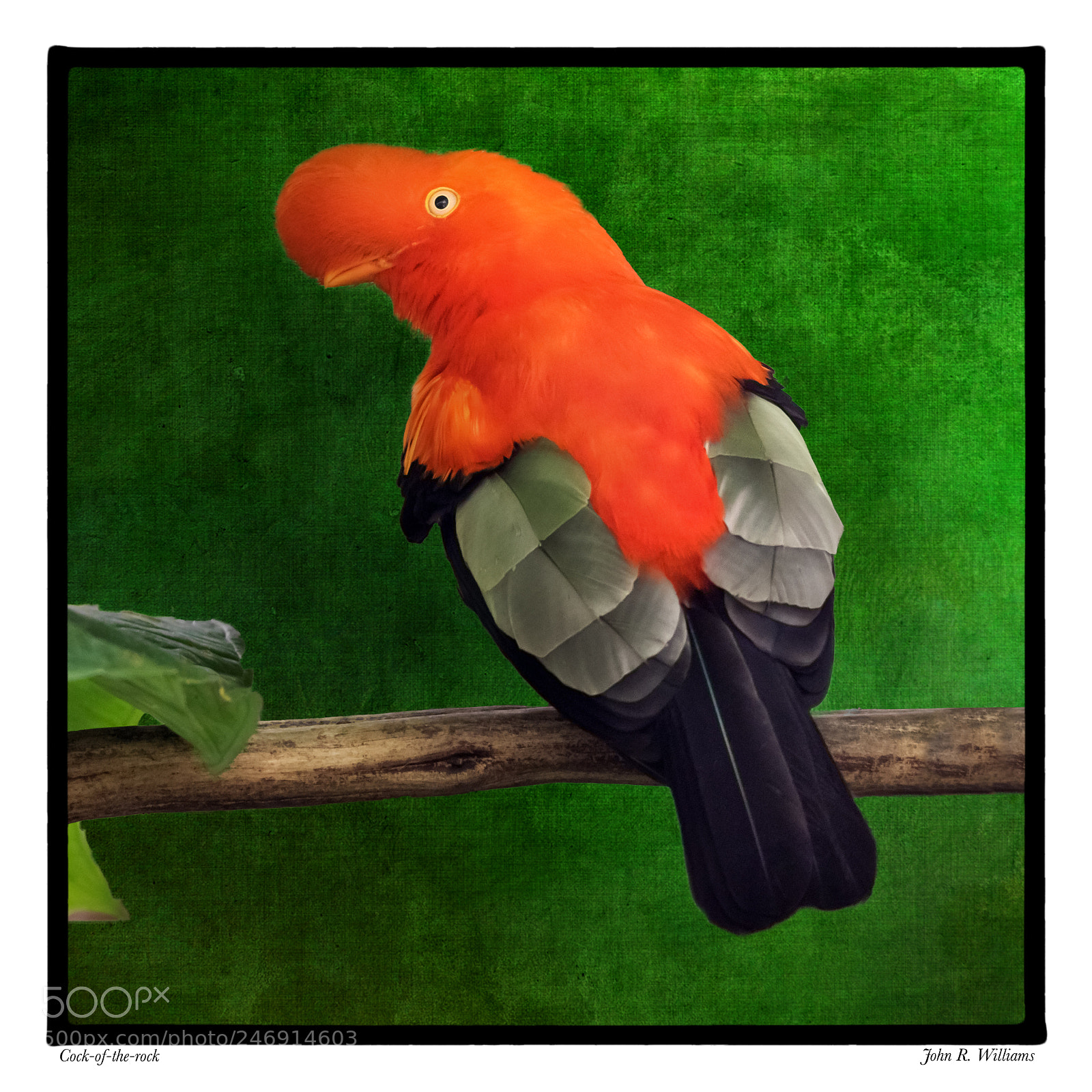 Canon EOS 7D Mark II sample photo. Cock-of-the-rock if i were photography