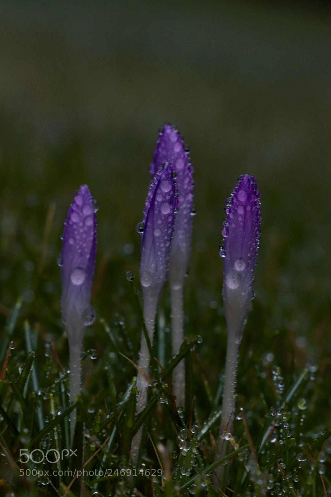 Canon EOS 800D (EOS Rebel T7i / EOS Kiss X9i) sample photo. Crocus photography