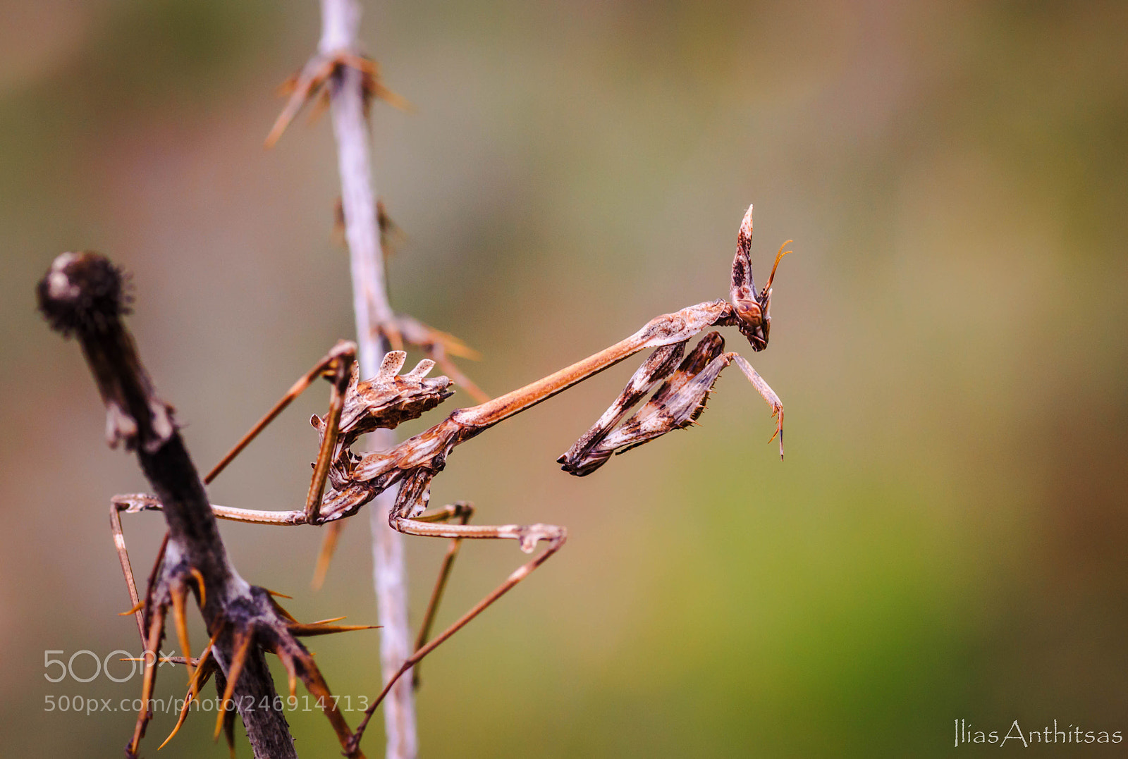 Canon EOS 550D (EOS Rebel T2i / EOS Kiss X4) sample photo. Mantis with camouflage photography