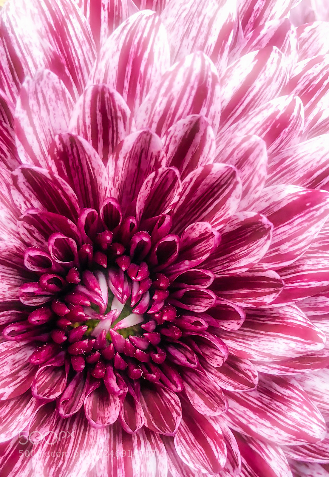 Apple iPhone X sample photo. Sweet rosa photography