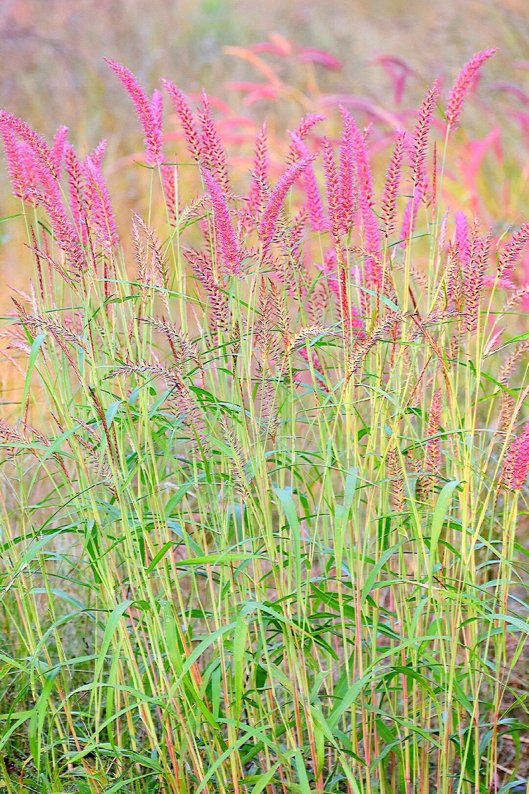 Nikon D7200 sample photo. Grass photography