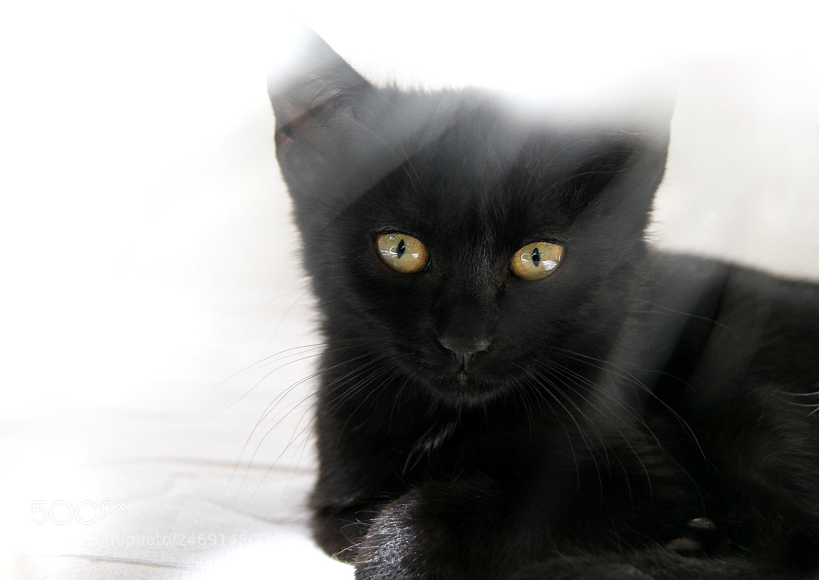 Canon EOS 7D sample photo. Untitled photography