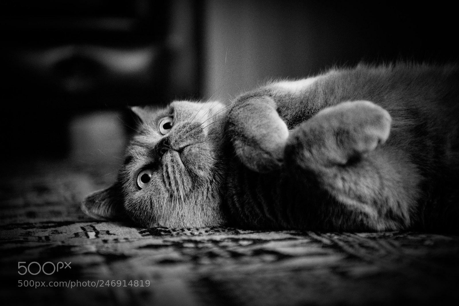 Nikon D610 sample photo. Çinko the cat photography