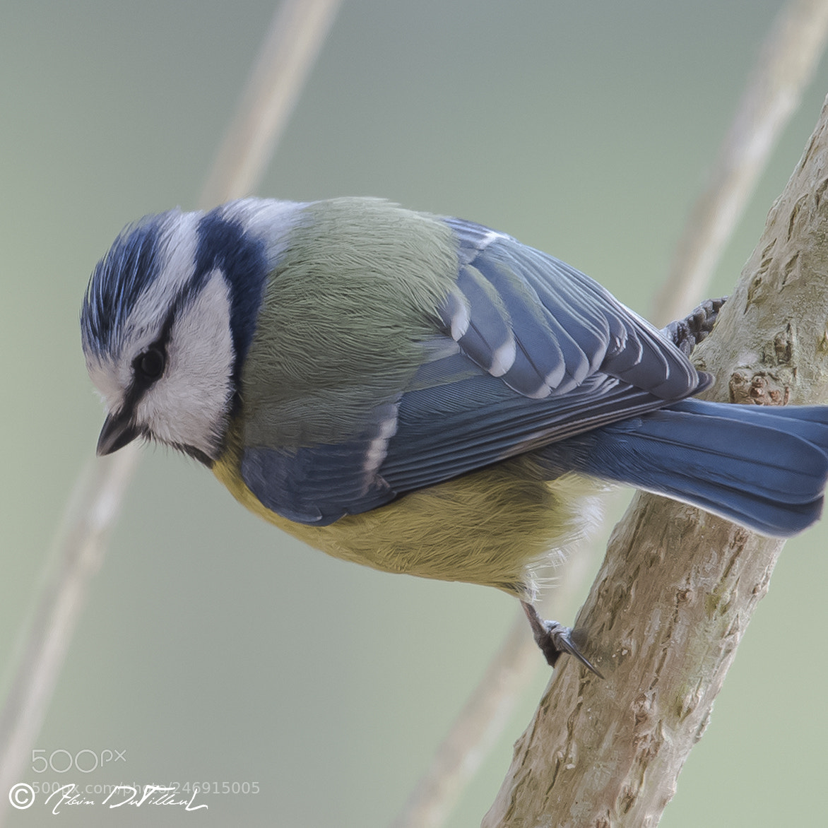 Nikon D4 sample photo. Mésange bleue photography