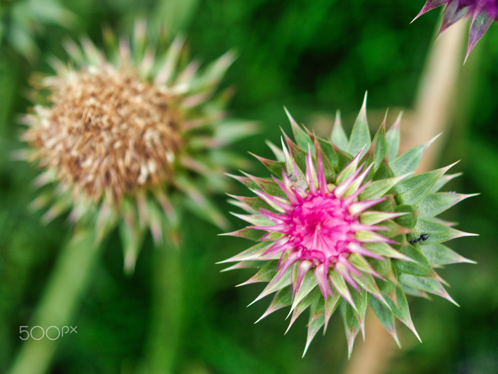 AF Zoom-Nikkor 35-135mm f/3.5-4.5 N sample photo. Natural thistle flowers photography