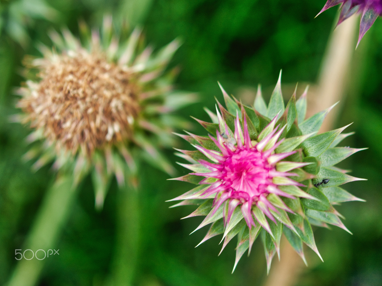 Nikon D7100 + AF Zoom-Nikkor 35-135mm f/3.5-4.5 N sample photo. Natural thistle flowers photography