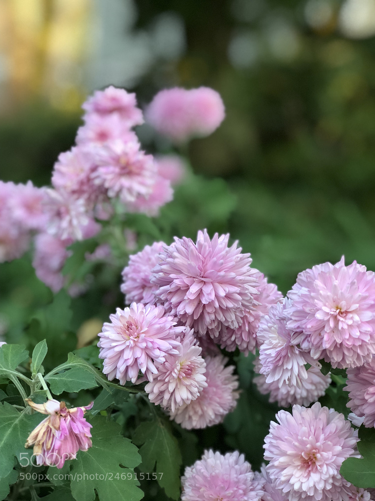 Apple iPhone 8 Plus sample photo. Floral focus photography
