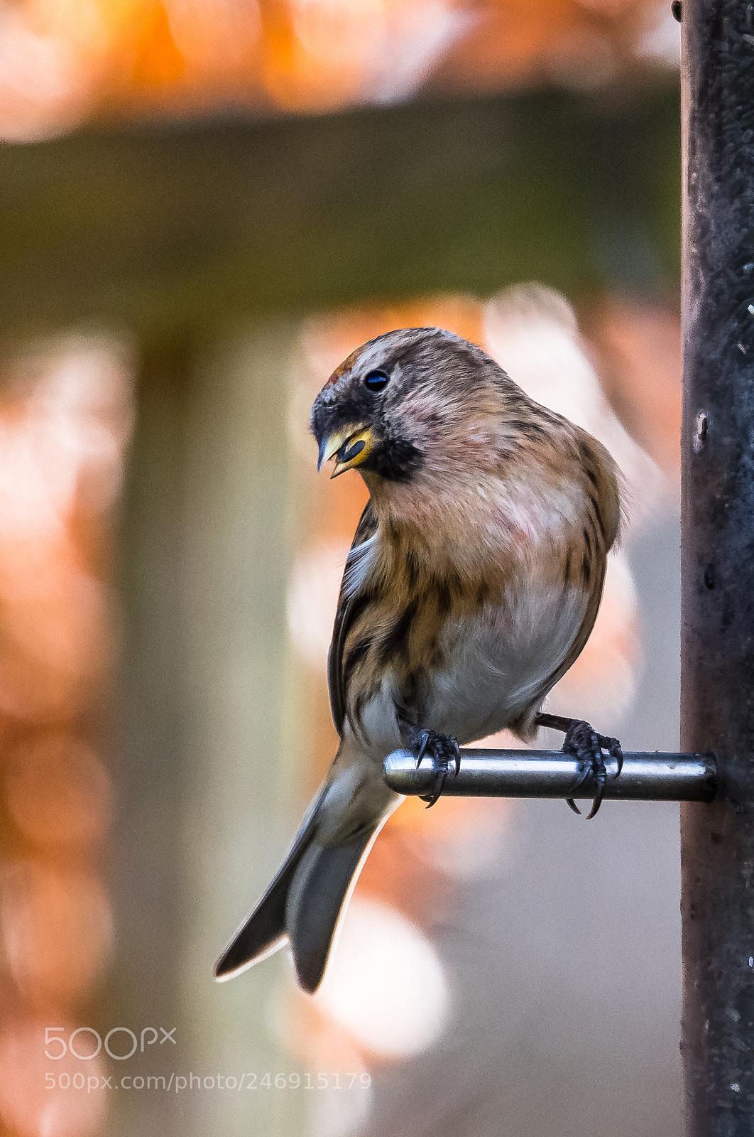Nikon D850 sample photo. A taste for nyger photography