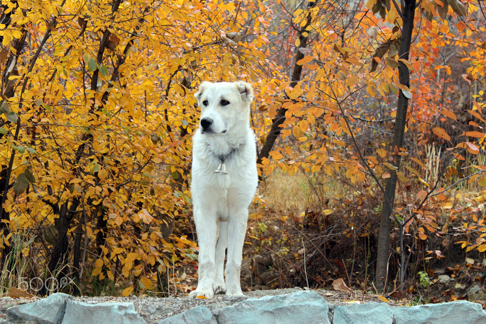 Canon EOS 600D (Rebel EOS T3i / EOS Kiss X5) sample photo. White dog photography