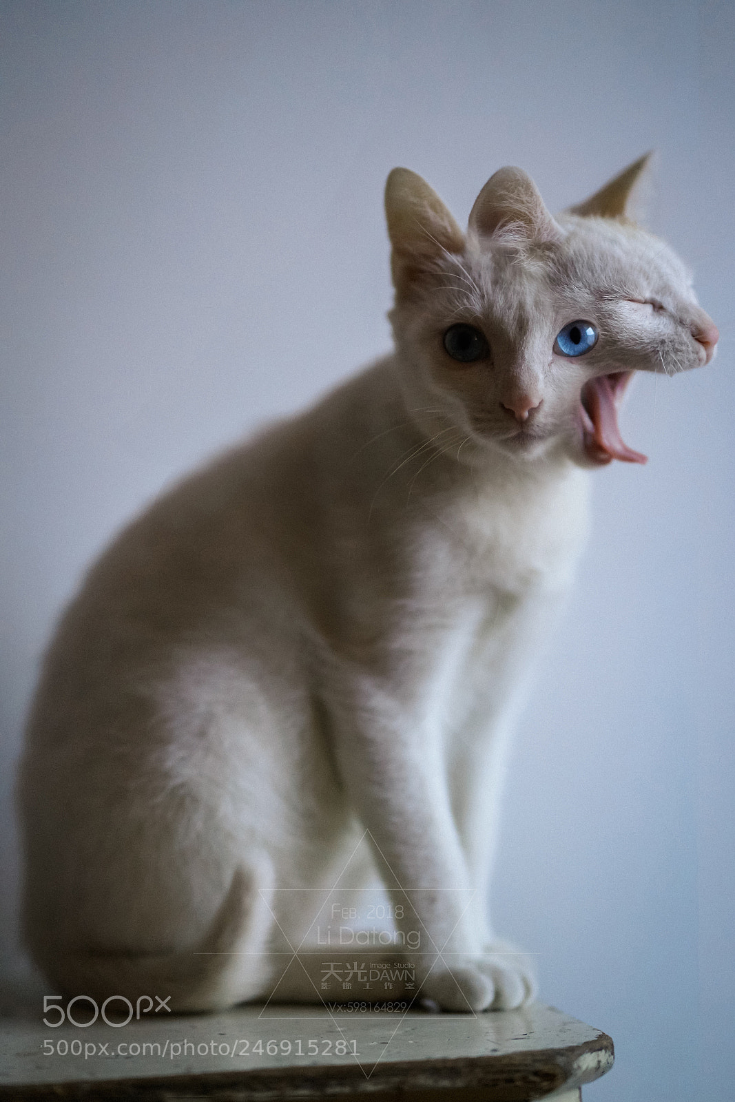 Sony a7R II sample photo. 醒狮困猫丨tiger & tired photography