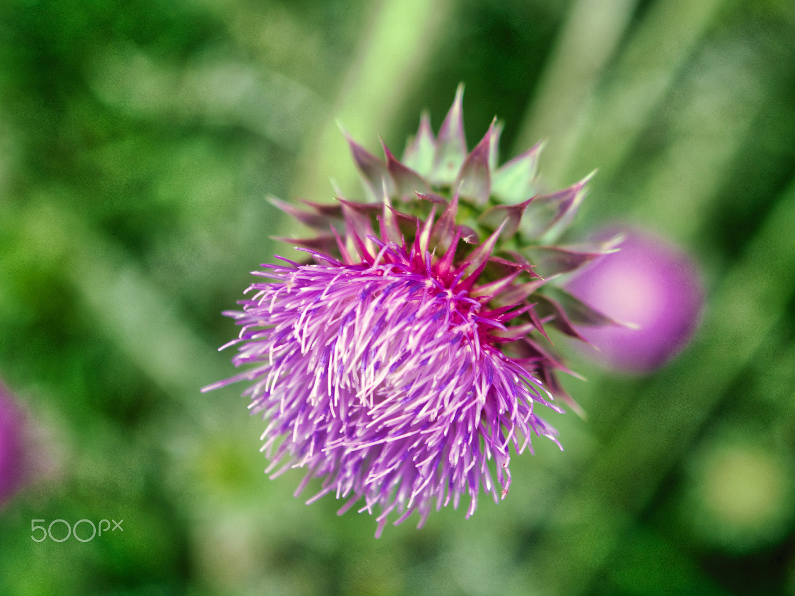 AF Zoom-Nikkor 35-135mm f/3.5-4.5 N sample photo. Natural thistle flowers photography