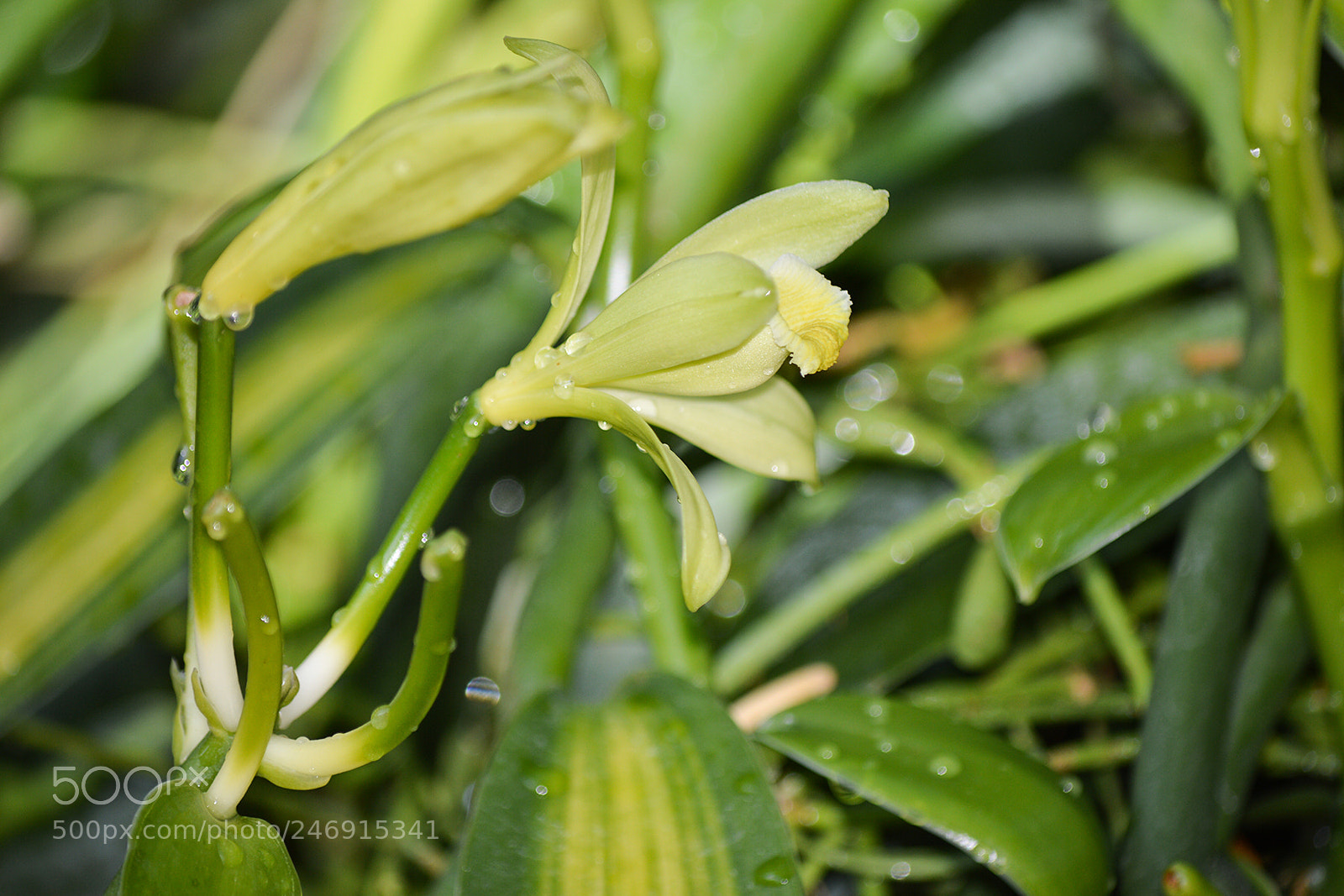 Nikon D3200 sample photo. Vanilla flower photography