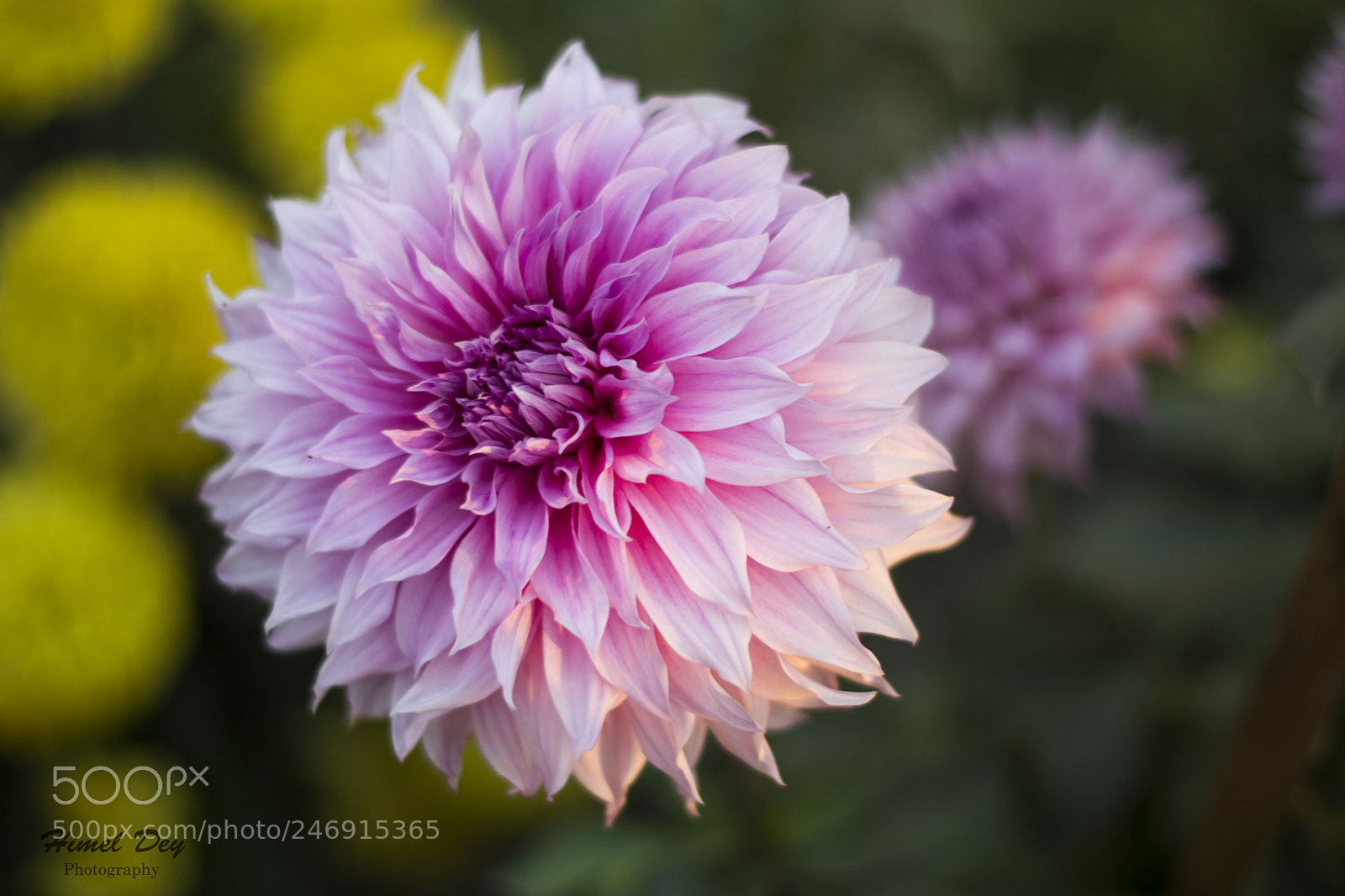 Nikon D5200 sample photo. Dahlia photography