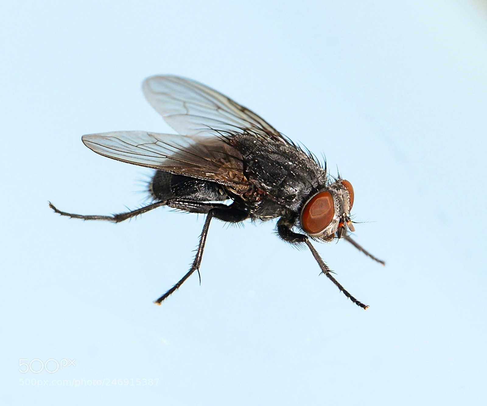 Nikon D600 sample photo. Shades of spring photography