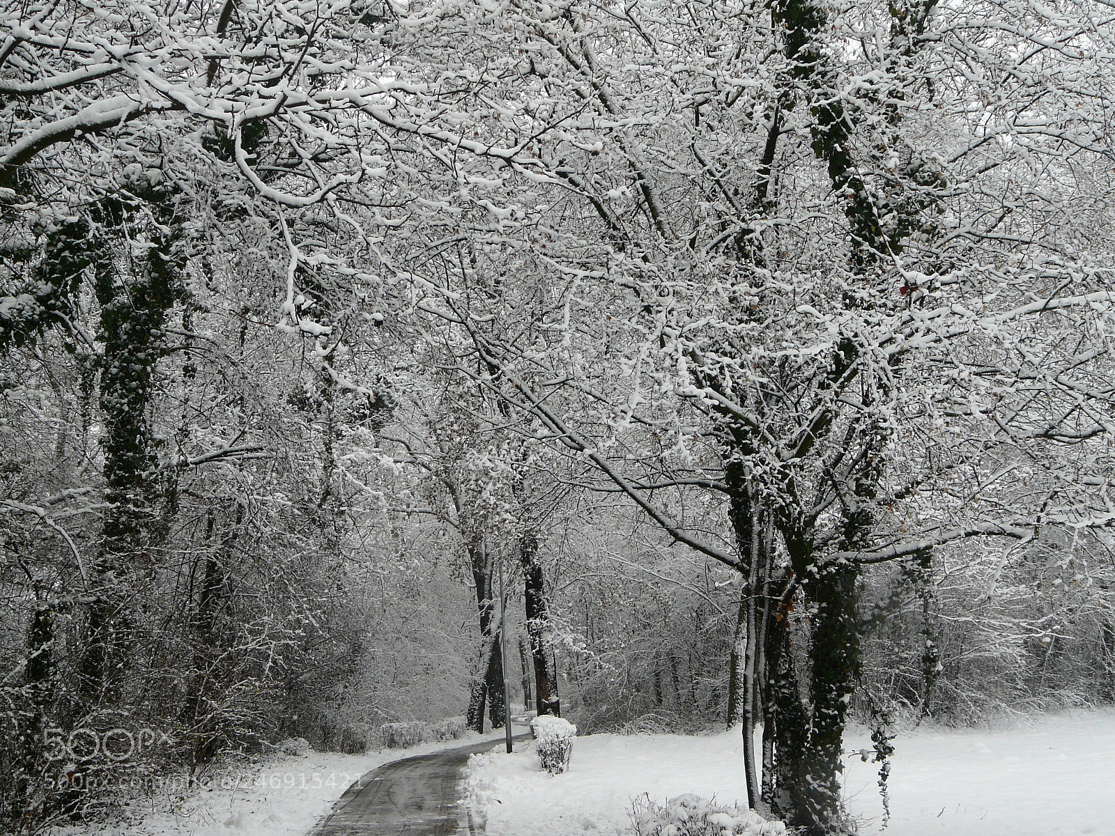 Panasonic DMC-FZ18 sample photo. Winter in park photography