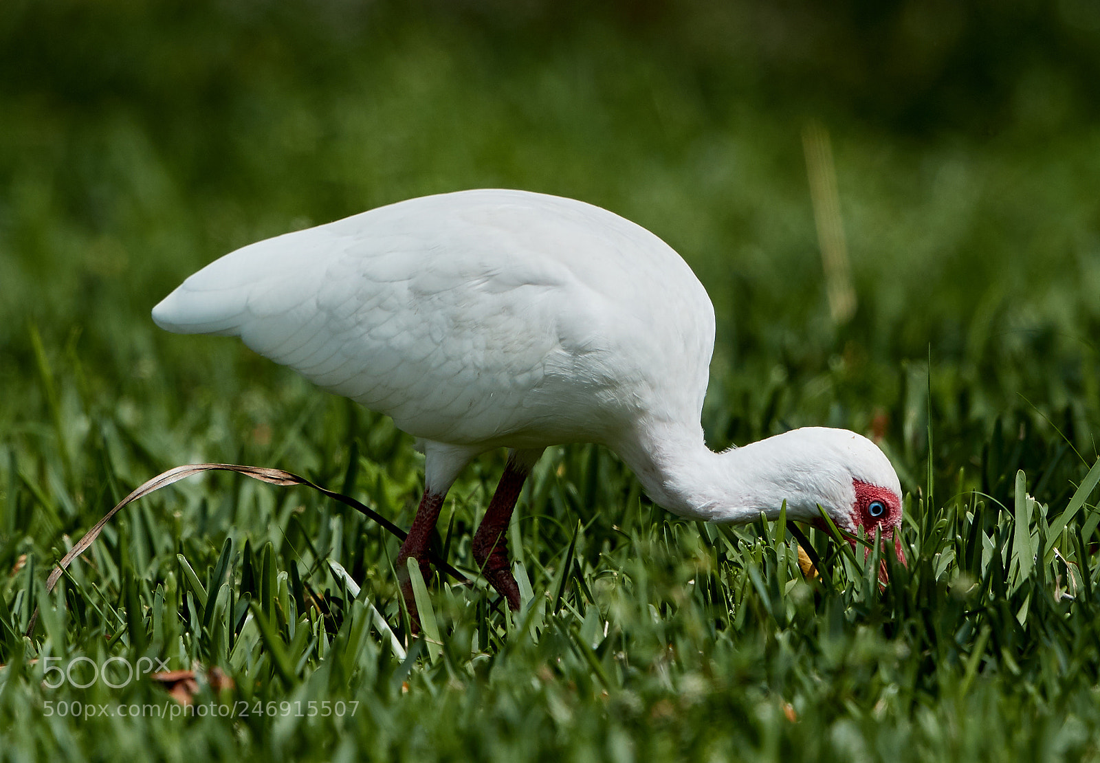Canon EOS-1D X Mark II sample photo. 02-21-18-0004618.jpg photography