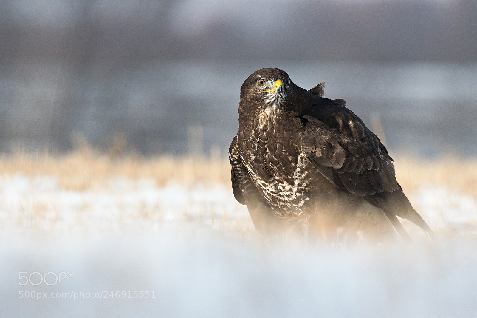 Nikon D500 sample photo. Buzzard photography