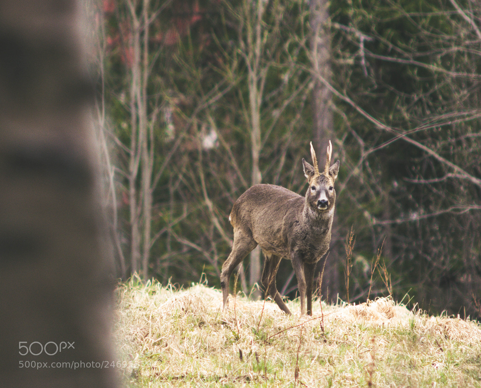Nikon D7100 sample photo. Venison in the woods photography