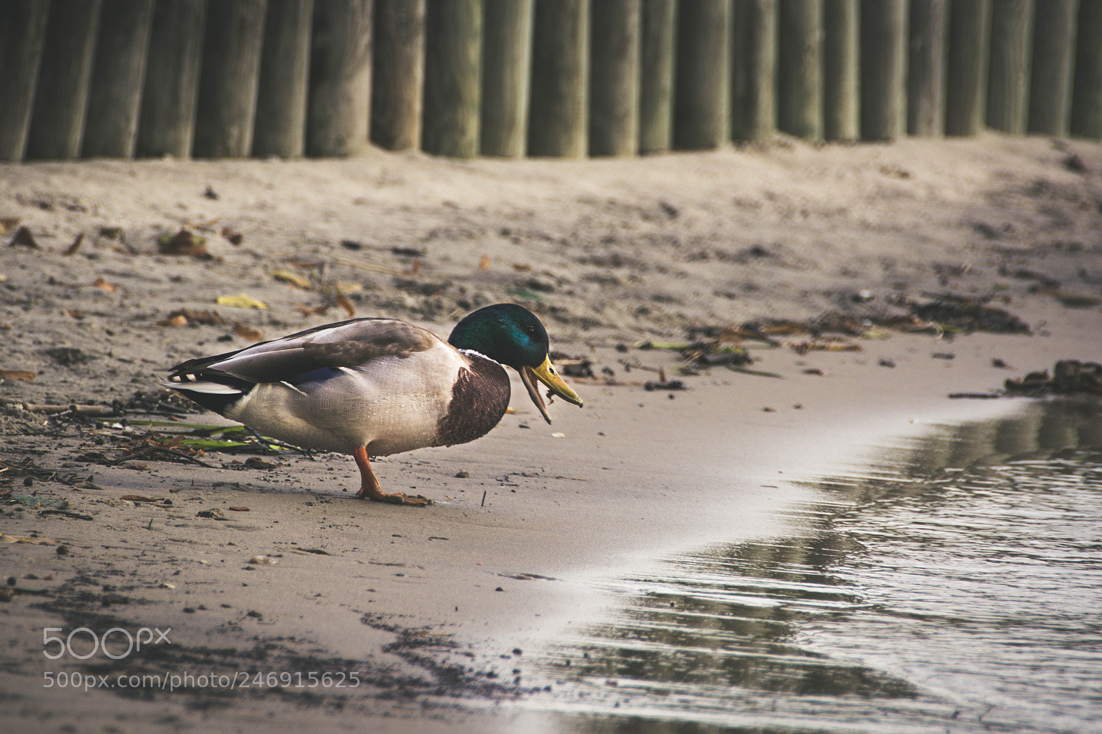 Nikon D7100 sample photo. Duck photography