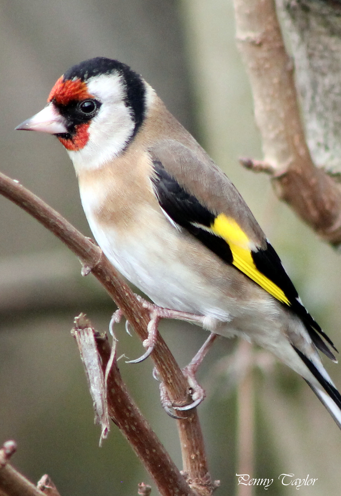 EF75-300mm f/4-5.6 sample photo. Goldfinch photography