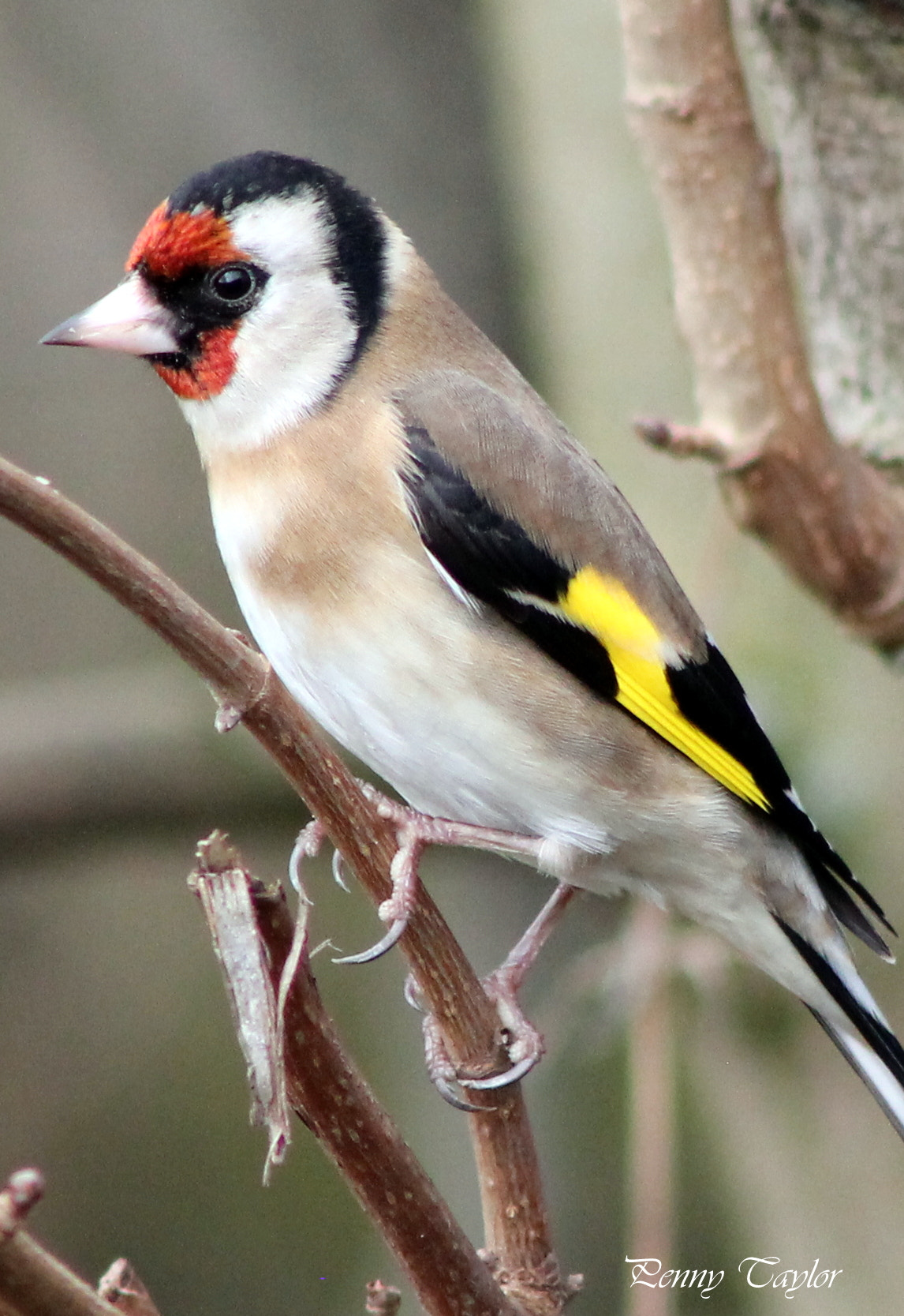 Canon EOS 1100D (EOS Rebel T3 / EOS Kiss X50) + EF75-300mm f/4-5.6 sample photo. Goldfinch photography
