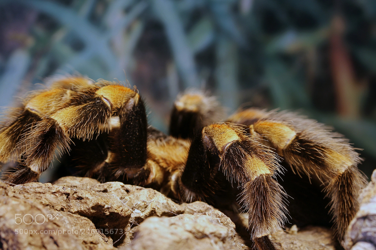 Canon EOS 1200D (EOS Rebel T5 / EOS Kiss X70 / EOS Hi) sample photo. Spider photography