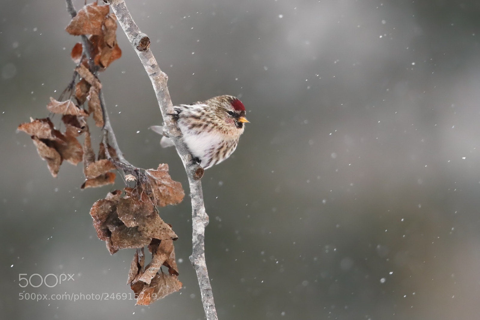 Canon EOS-1D X Mark II sample photo. Common redpoll in the photography