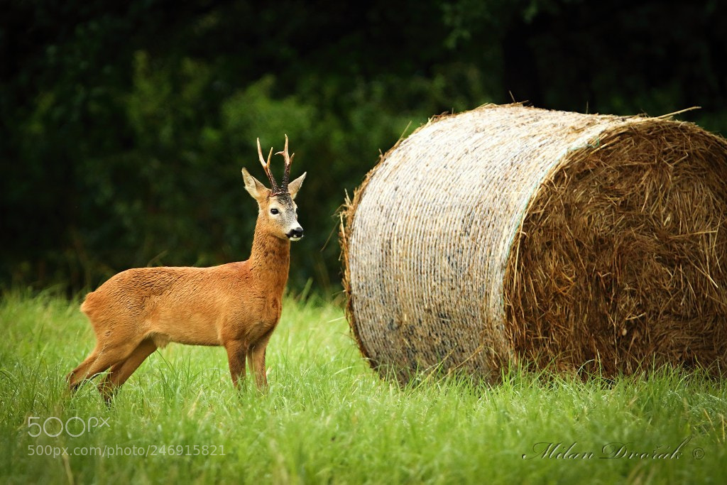 Canon EOS 7D Mark II sample photo. The package cost photography