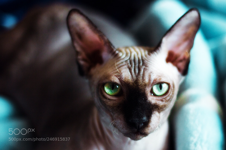 Canon EOS 550D (EOS Rebel T2i / EOS Kiss X4) sample photo. Sphinx photography