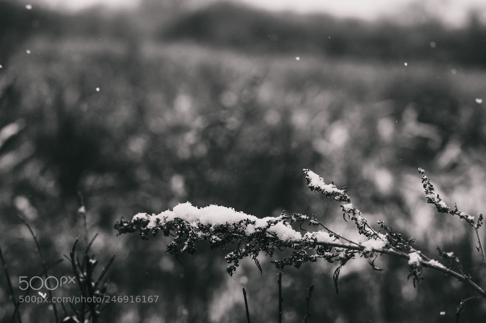 Nikon D3100 sample photo. Winter photography