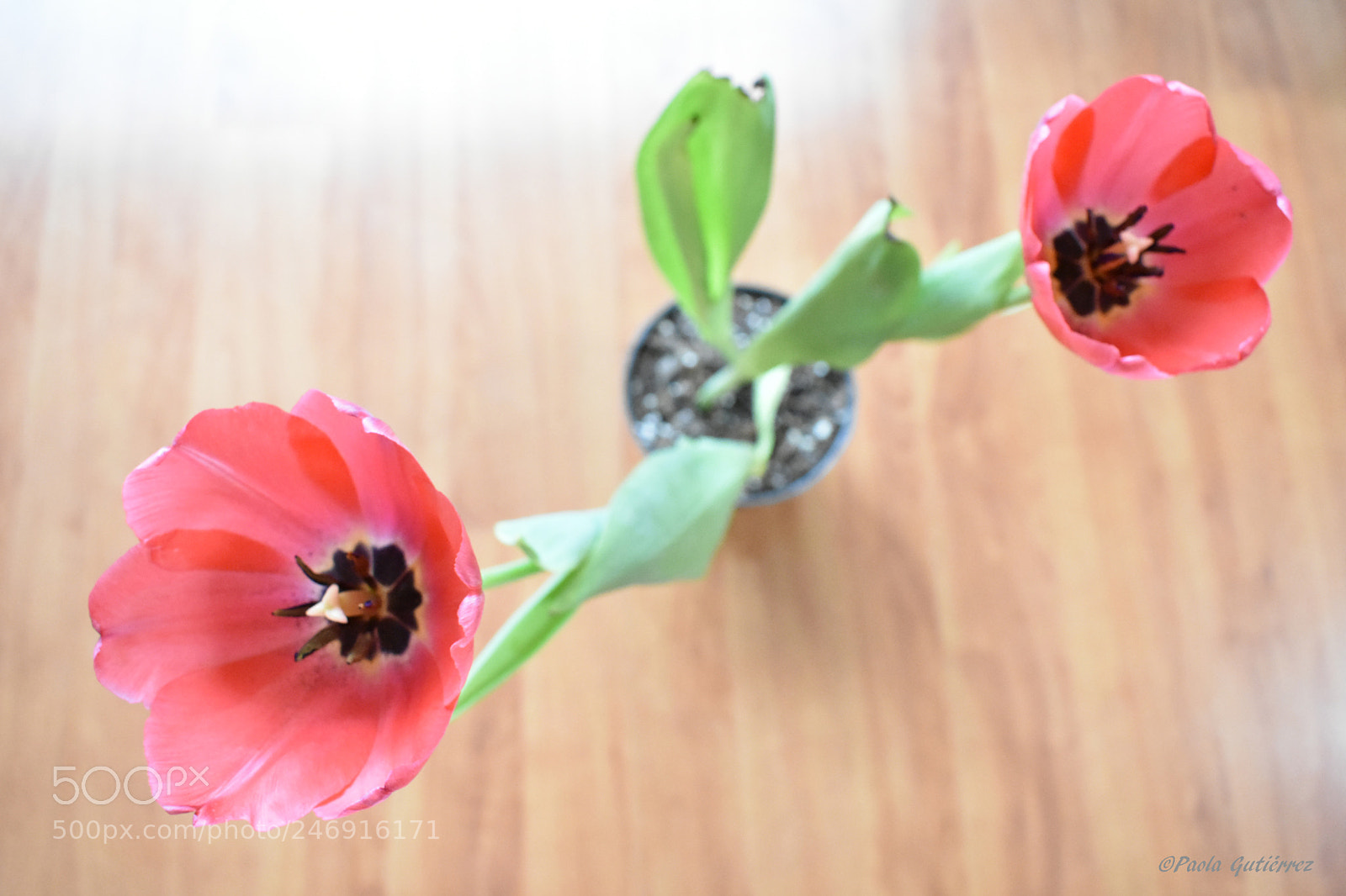 Nikon D3400 sample photo. Tulips photography