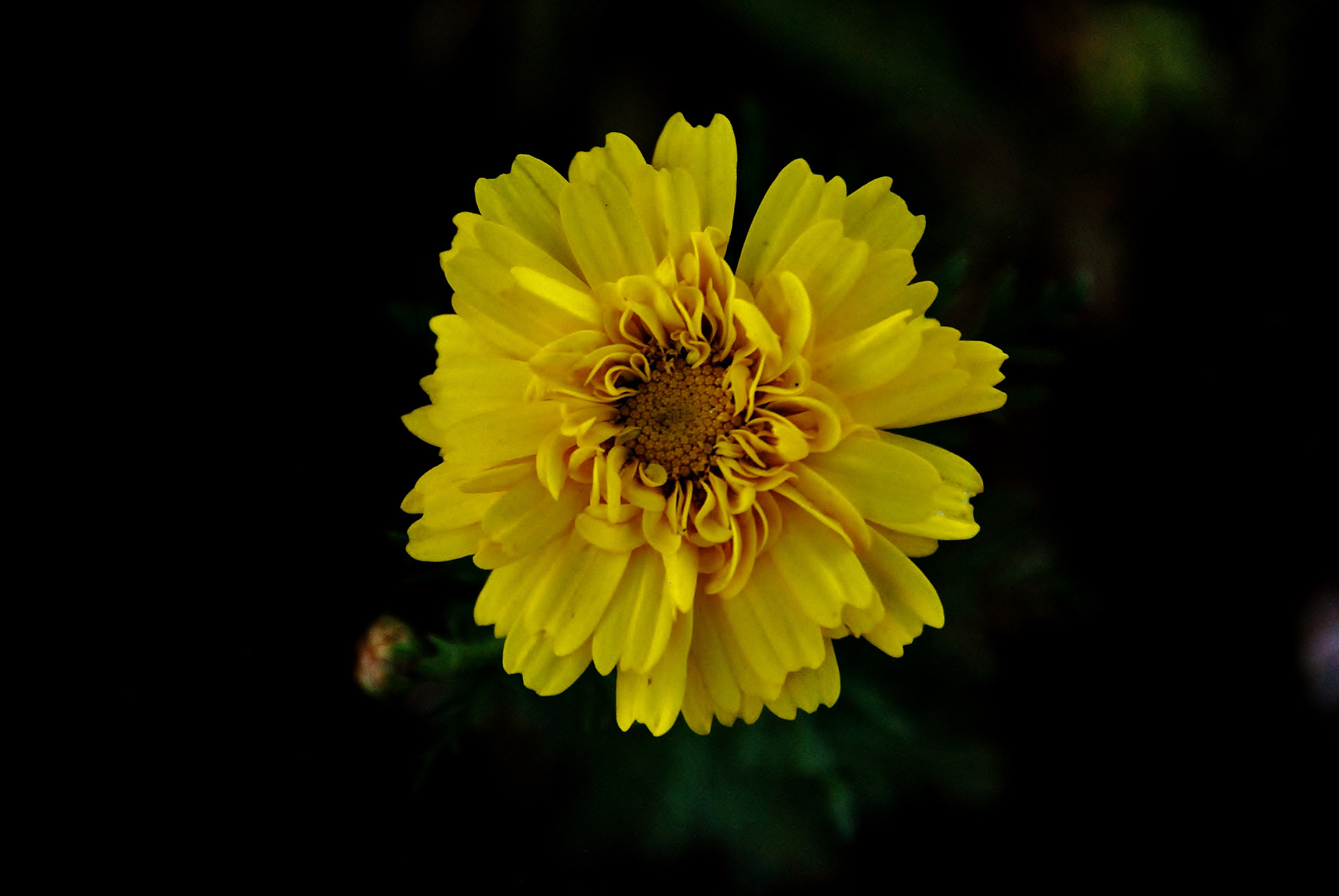 Nikon D3000 sample photo. Yellow in flower photography