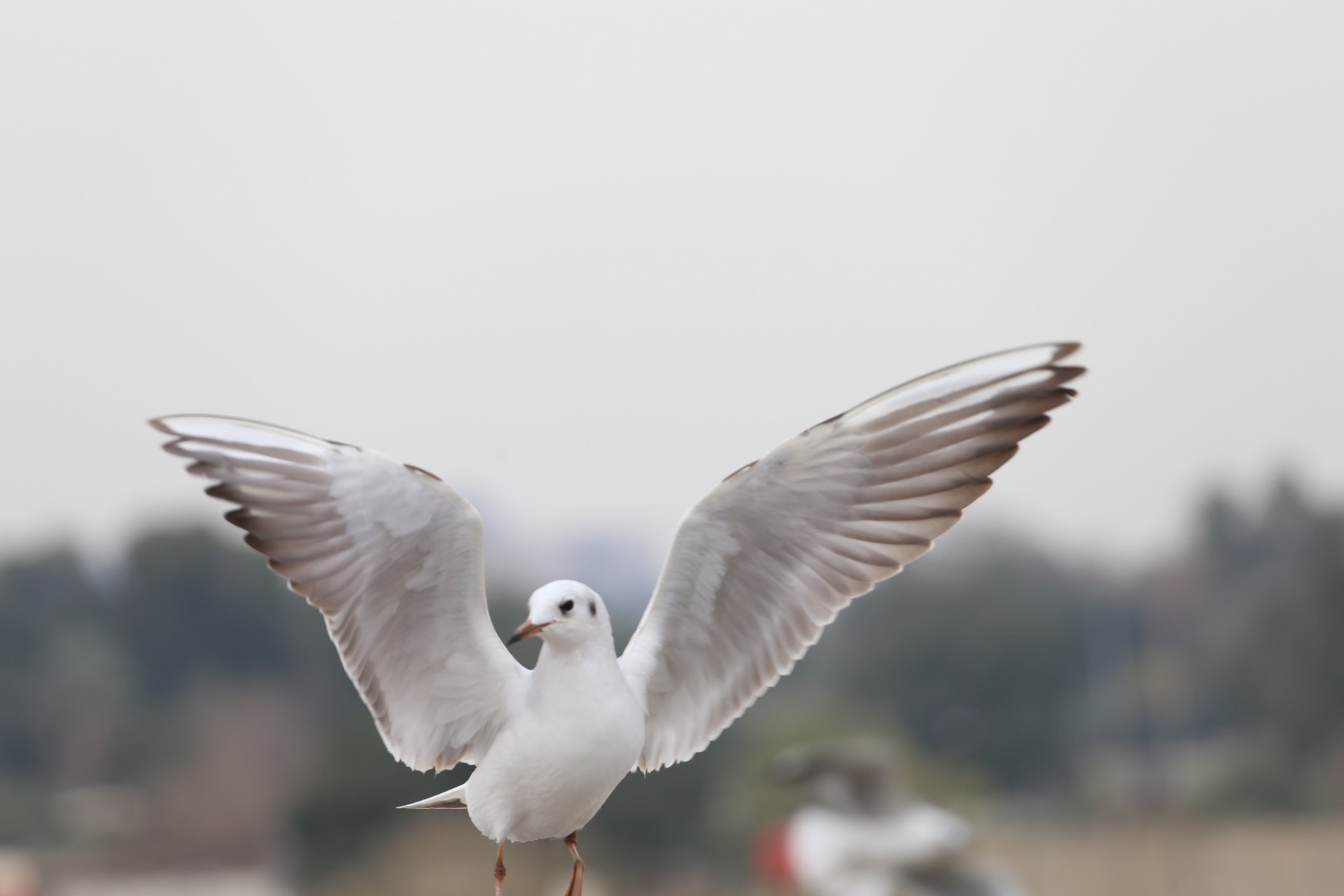 Canon EOS 6D + Canon EF 70-200mm F4L USM sample photo