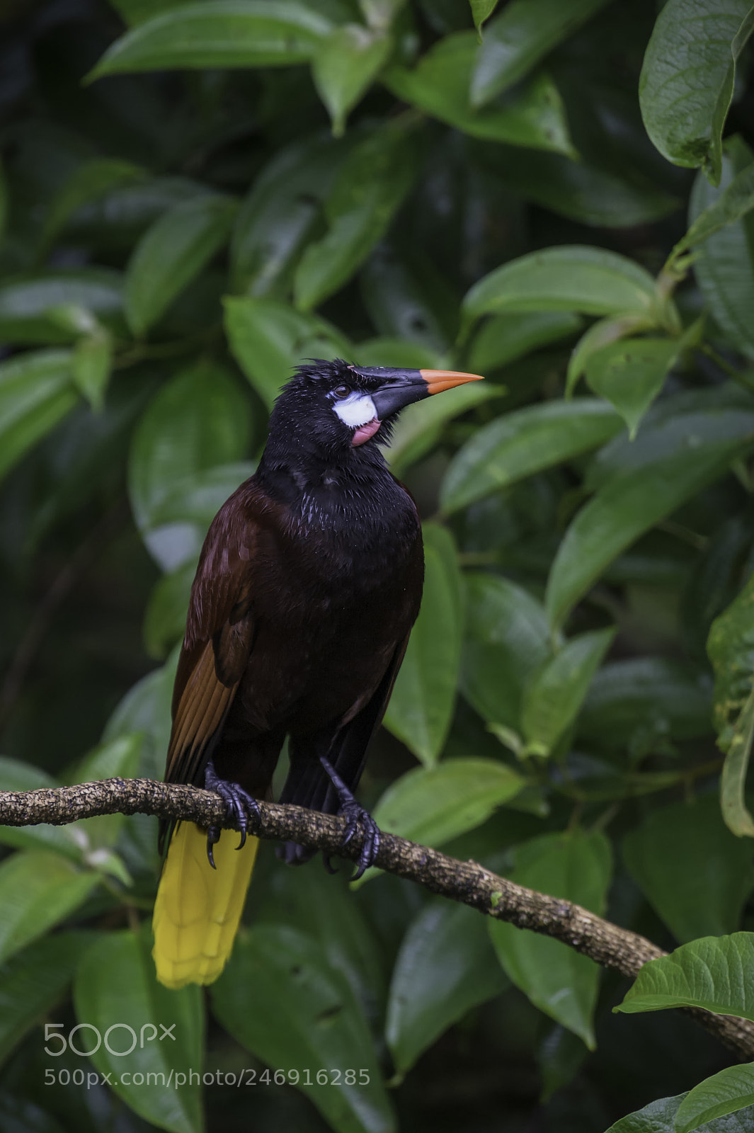 Nikon D4 sample photo. A montezuma oropendola photography
