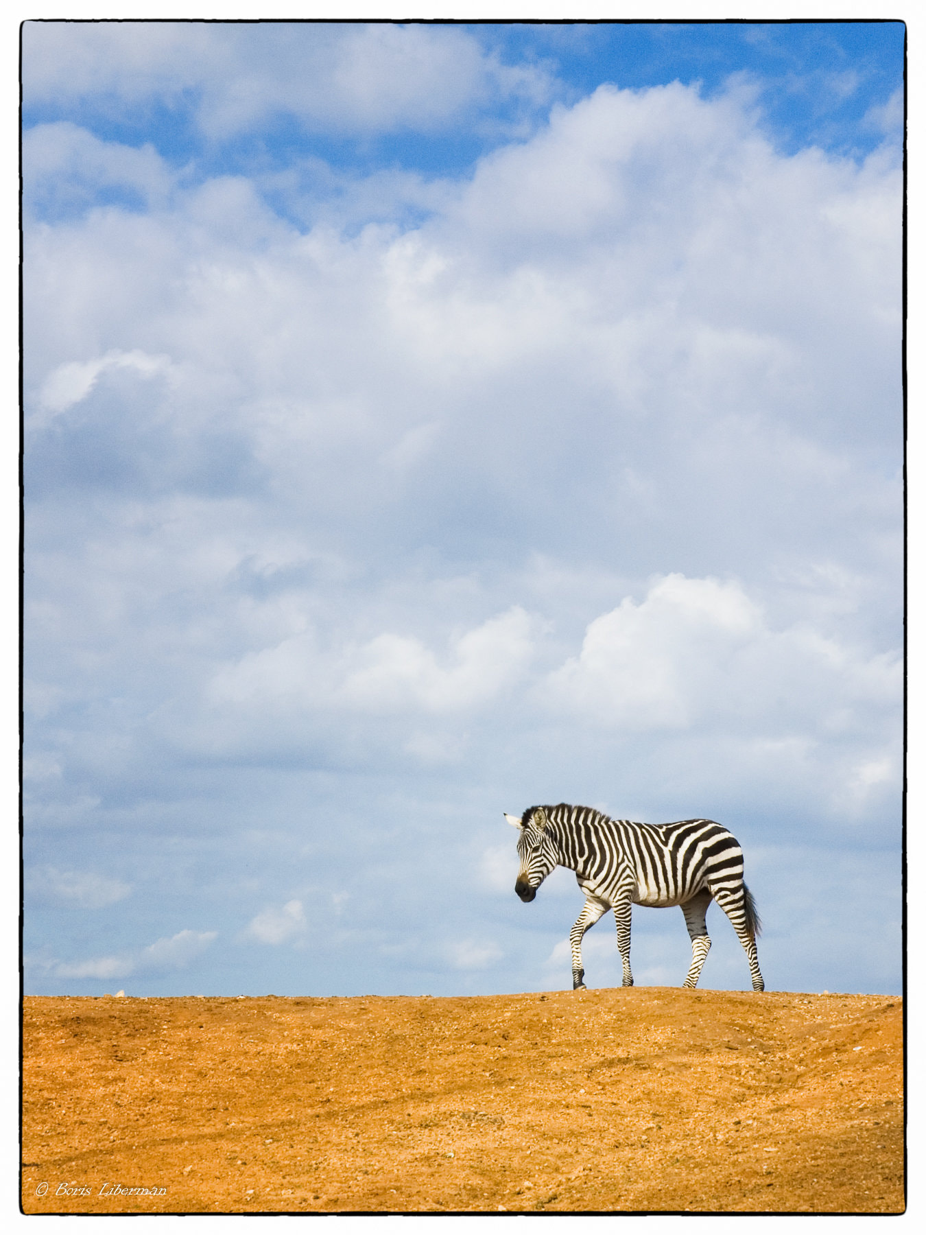 Pentax *ist D sample photo. Simply zebra photography