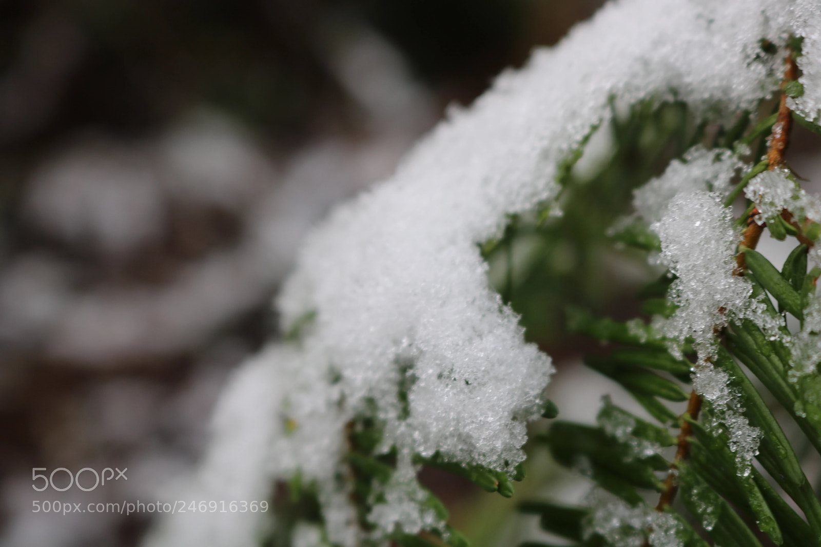 Canon EOS 750D (EOS Rebel T6i / EOS Kiss X8i) sample photo. Frozen leaf photography