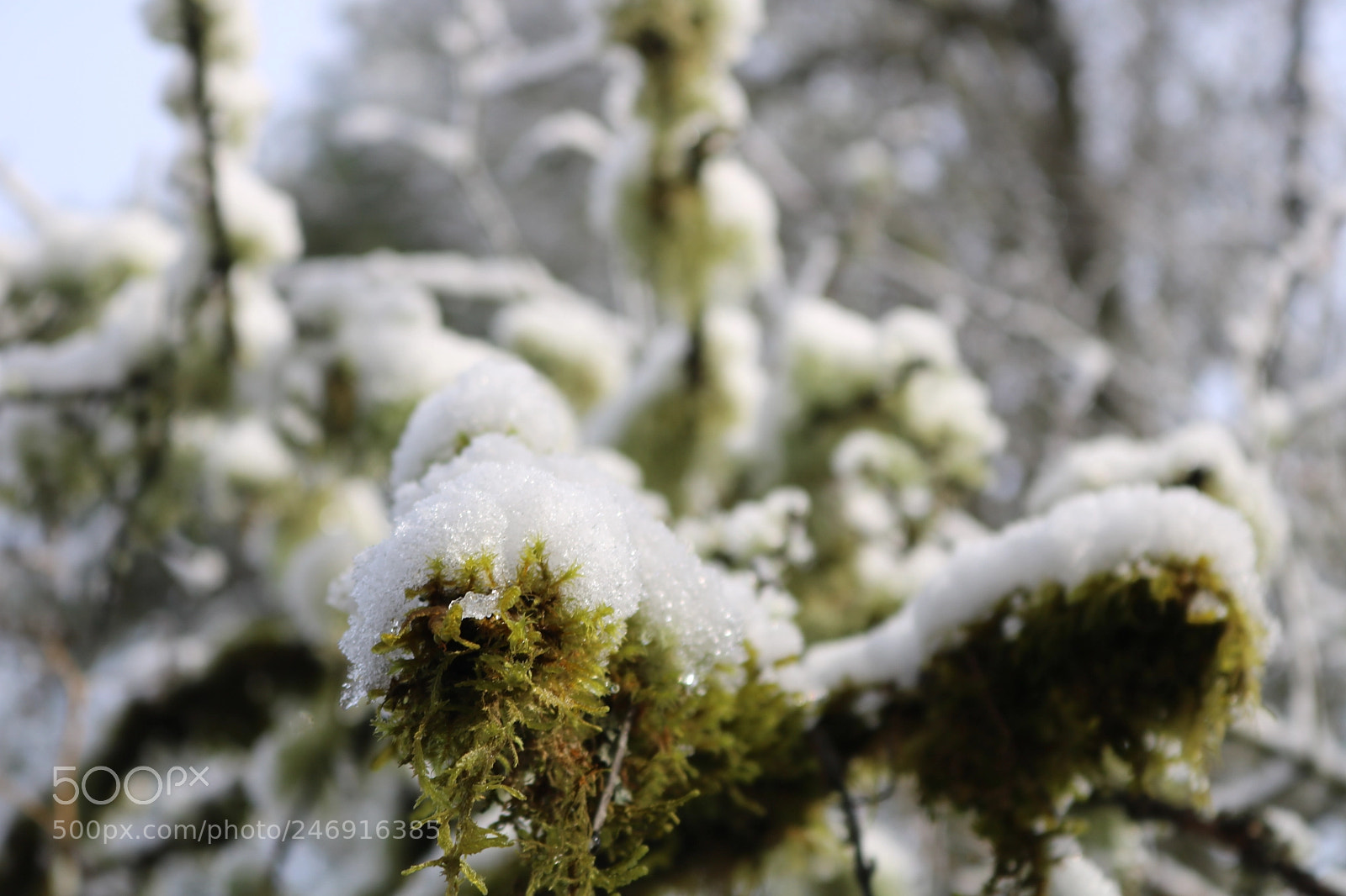 Canon EOS 750D (EOS Rebel T6i / EOS Kiss X8i) sample photo. Frozen moss photography