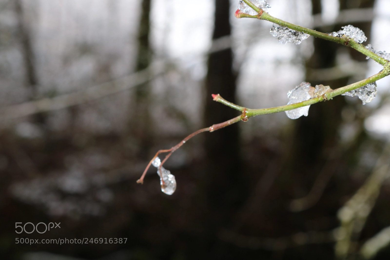 Canon EOS 750D (EOS Rebel T6i / EOS Kiss X8i) sample photo. Ice hanging from branch photography