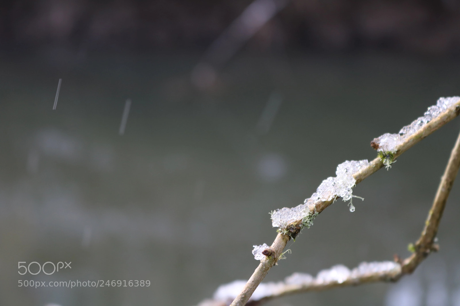 Canon EOS 750D (EOS Rebel T6i / EOS Kiss X8i) sample photo. Stick with snow falling photography