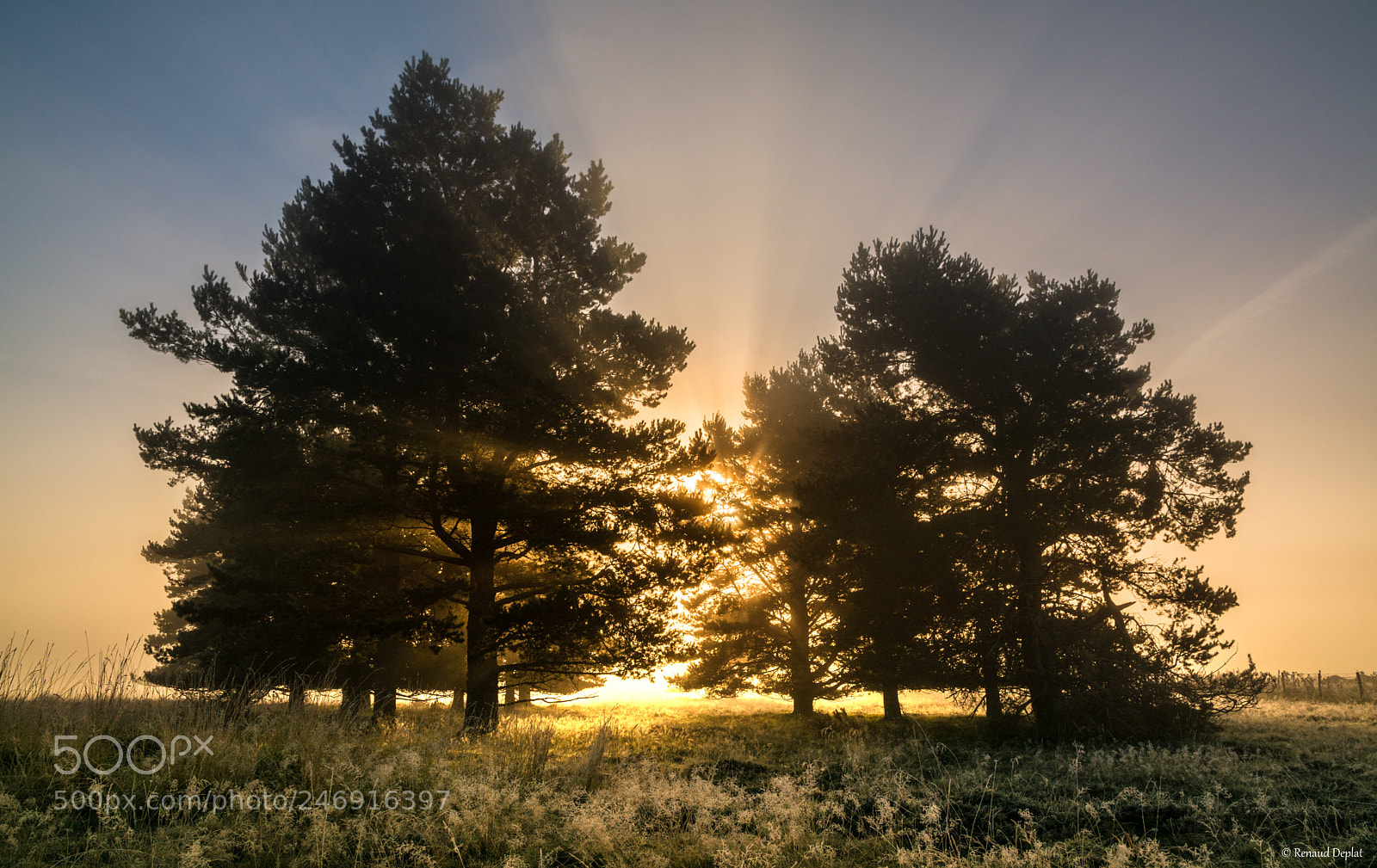 Nikon D7100 sample photo. Arbres dans la brume... photography