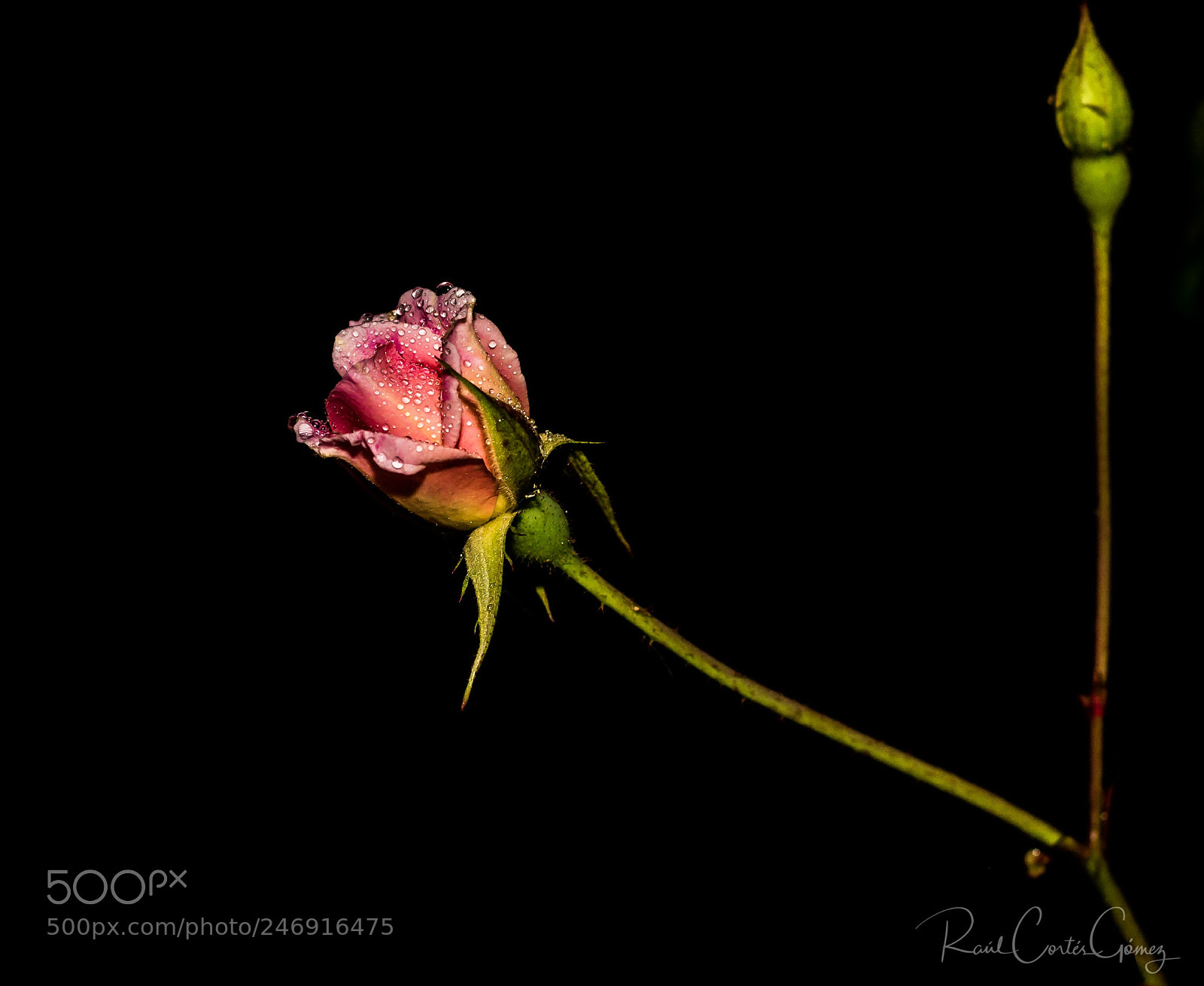 Nikon D7100 sample photo. Rosa photography
