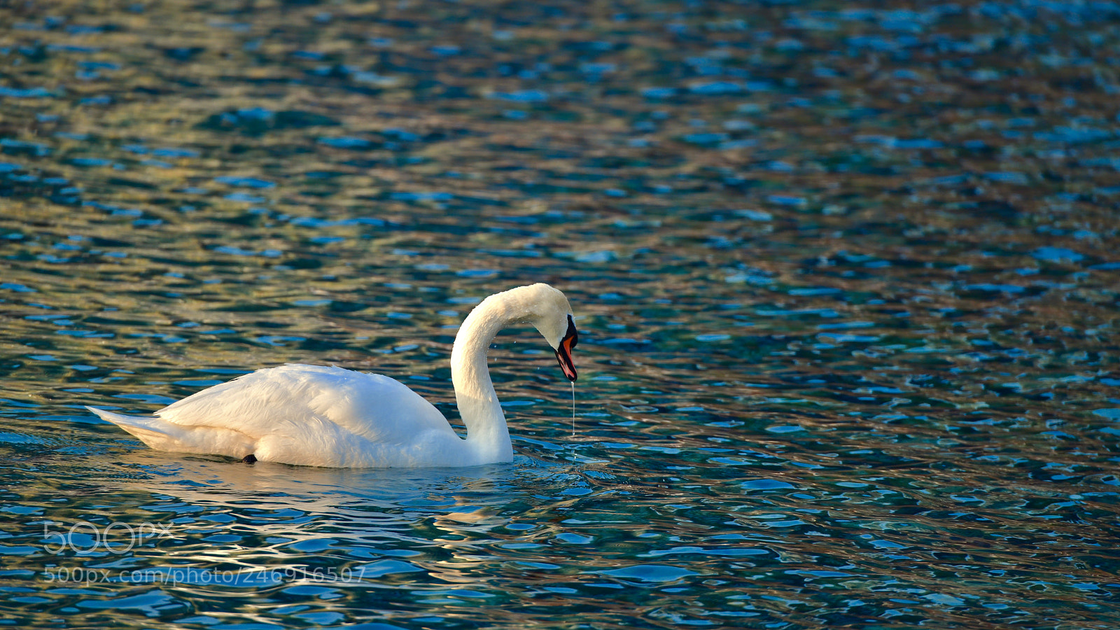 Nikon D850 sample photo. Swan photography