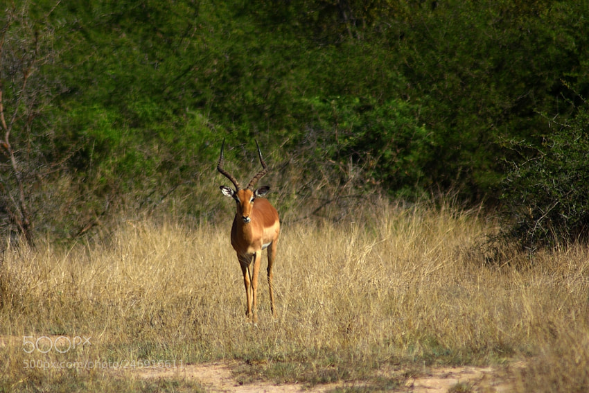 Nikon D7200 sample photo. Impala photography