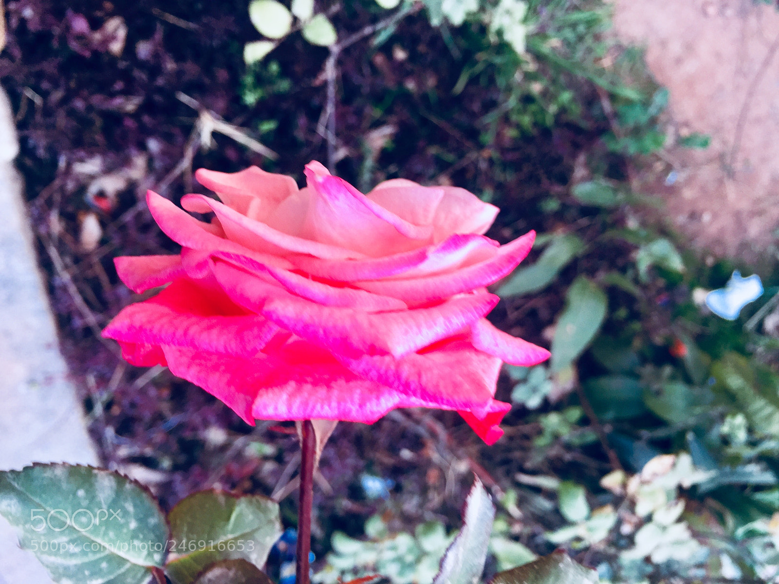 Apple iPhone 6 sample photo. Nature beauty of beautiful photography