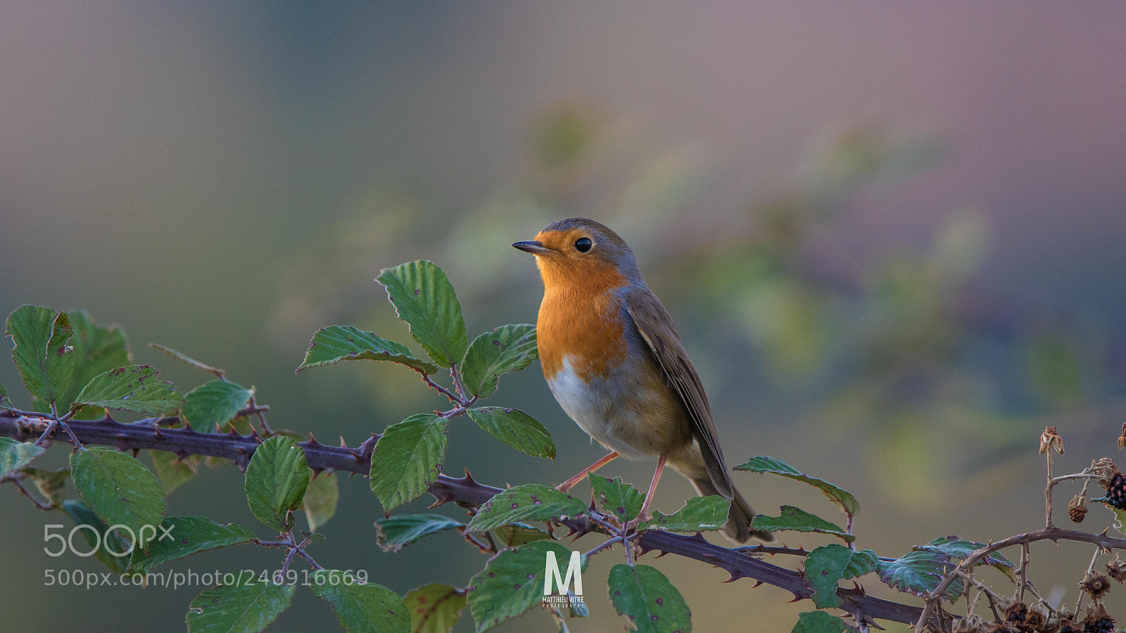 Canon EOS 7D Mark II sample photo. ©matthieu vitré_rougegorge photography