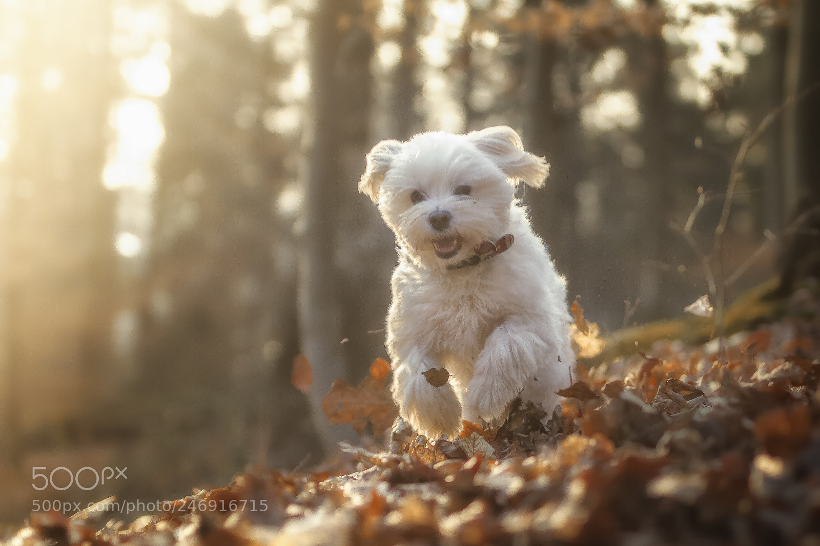 Canon EOS 7D sample photo. Bearbeitet photography