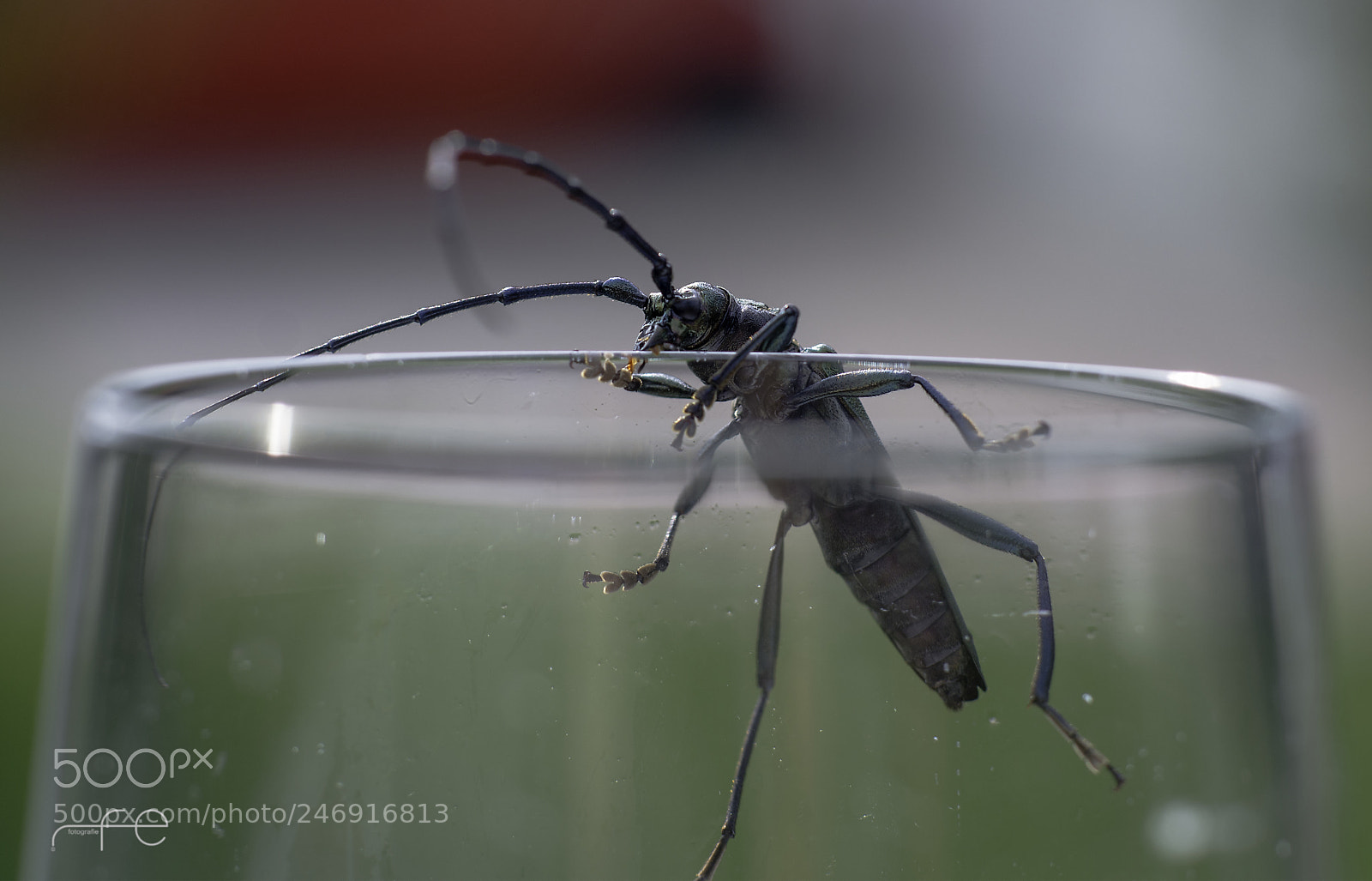 Nikon D800 sample photo. Aromia moschata photography